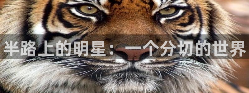 今年会体育：半路上的明星：一个分切的世界