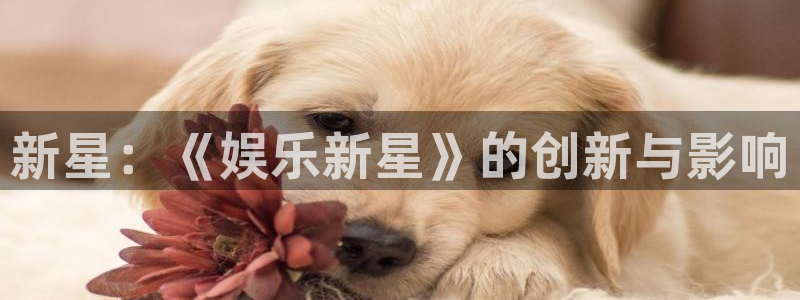 今年会：新星：《娱乐新星》的创新与影响